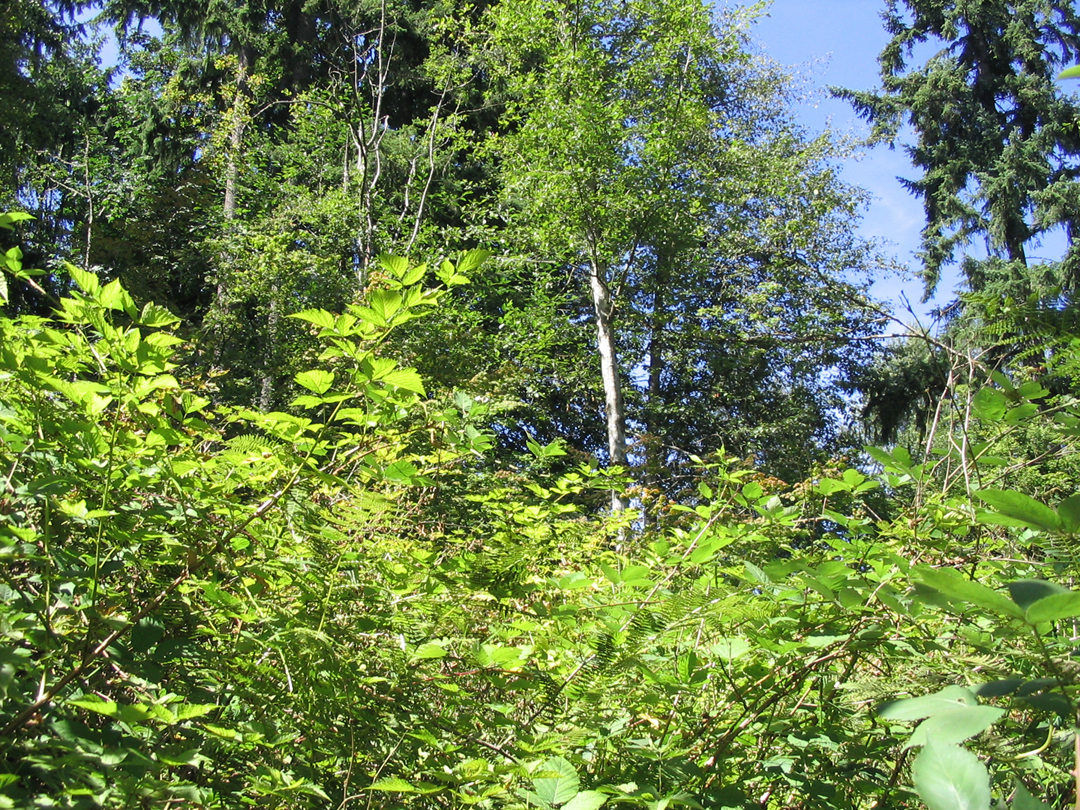 By the stream.jpg 1327.2K